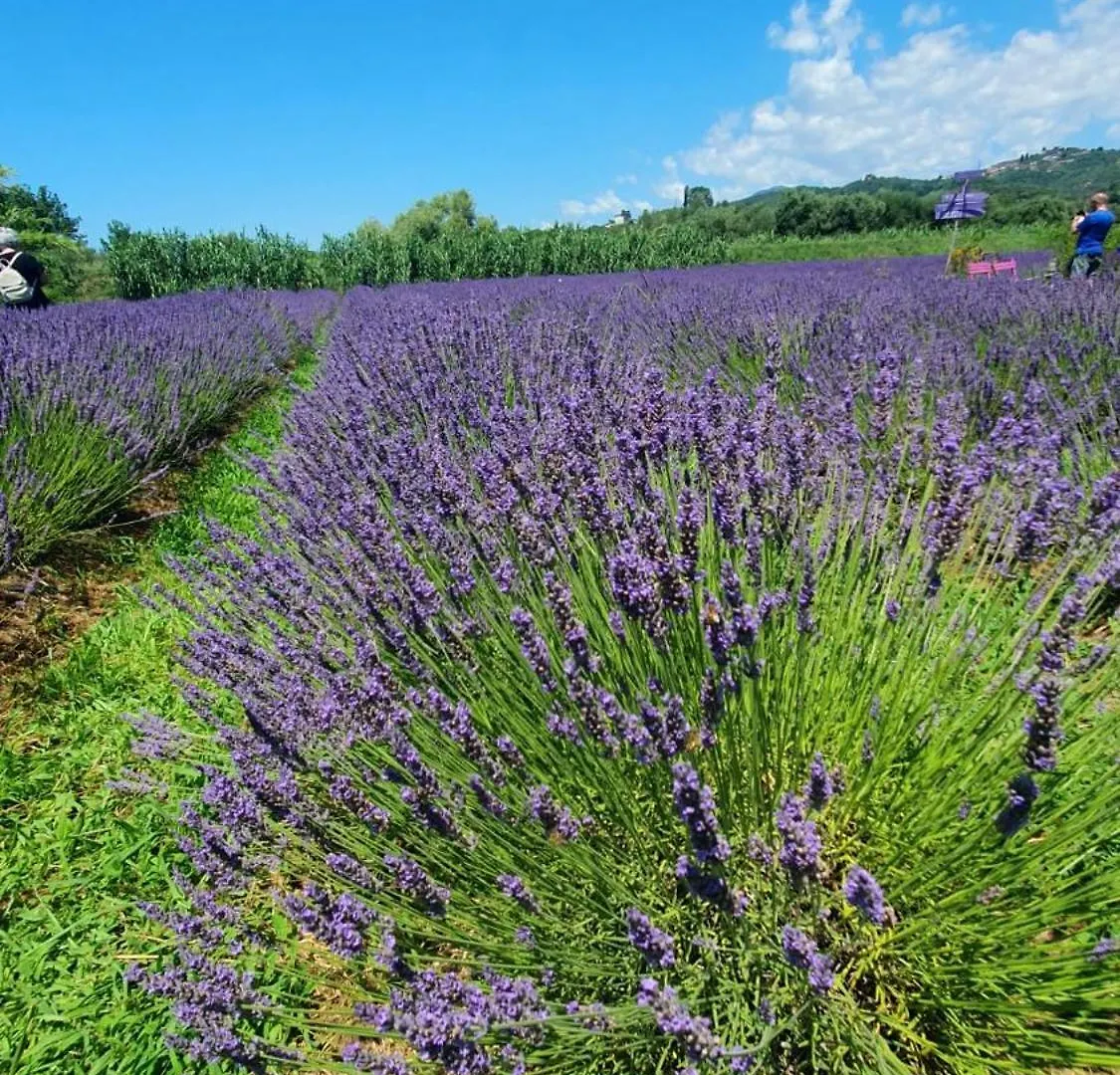 Holiday home The House Of Citrus - Amazing Country House Near Viareggio Beach And Lucca Stiava