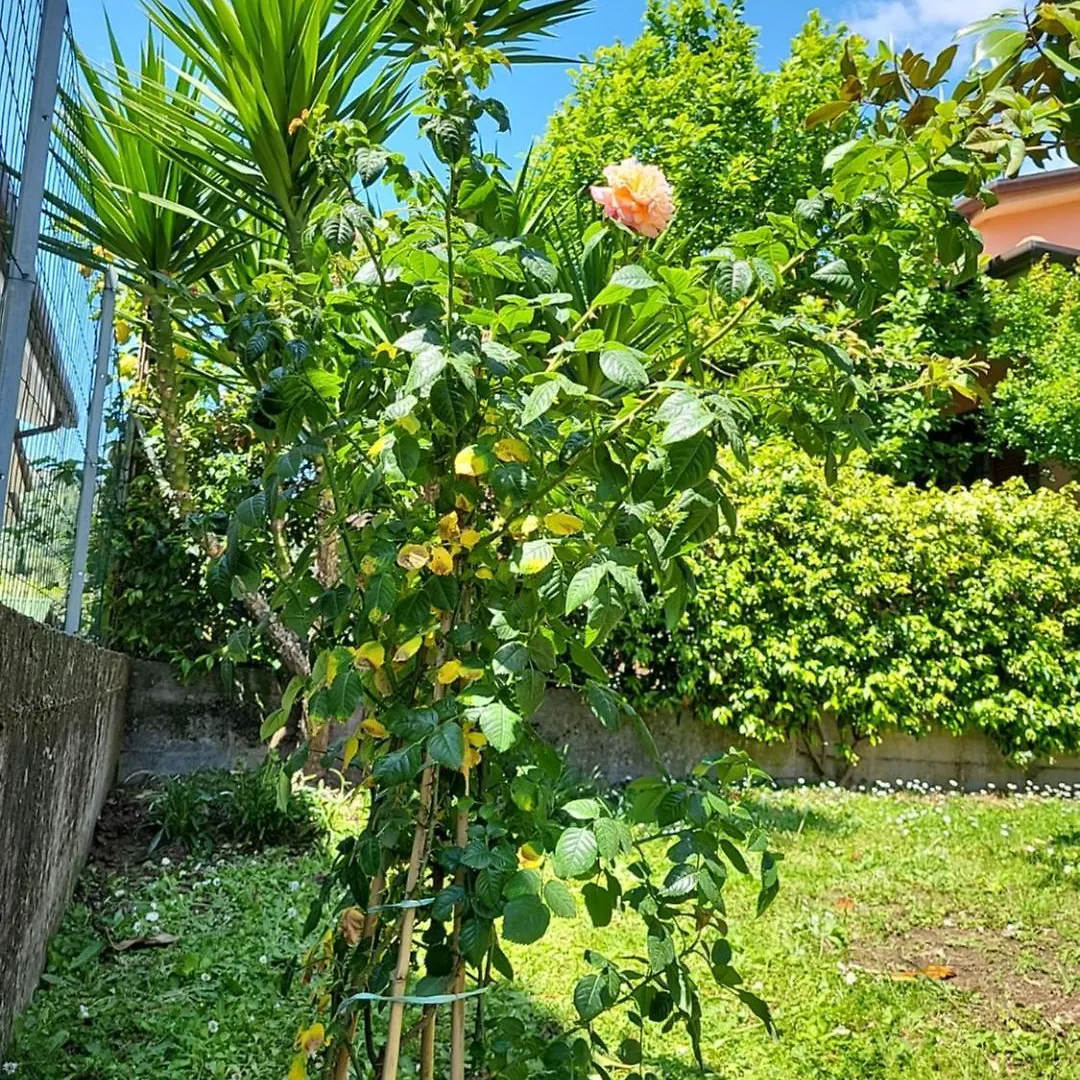 The House Of Citrus - Amazing Country House Near Viareggio Beach And Lucca Stiava Holiday home